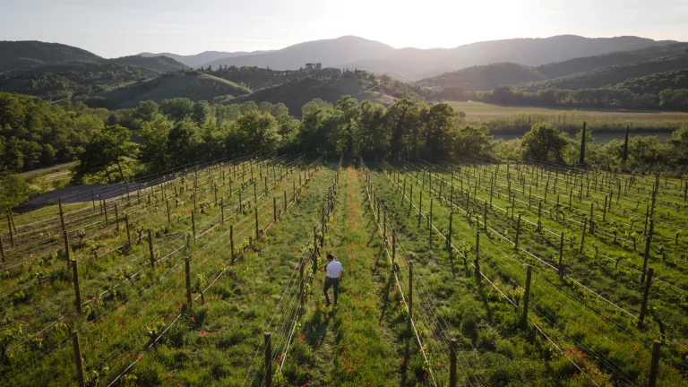 From the Vineyards of Reschio to Reschio Collections